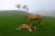 18 Cavalli al pascolo